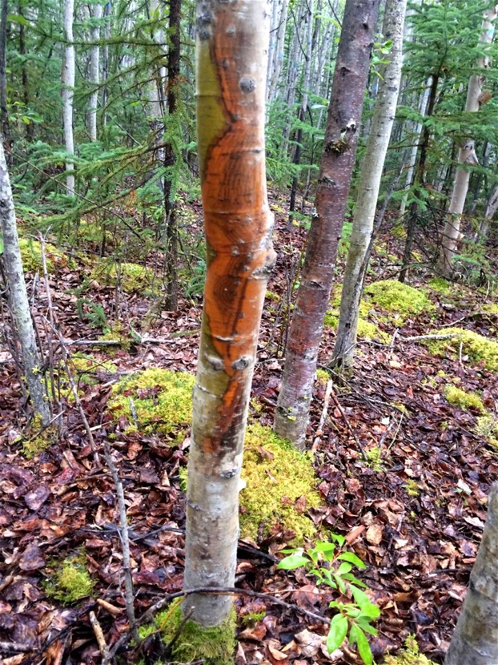 Aspen-running-canker-Alaska-2