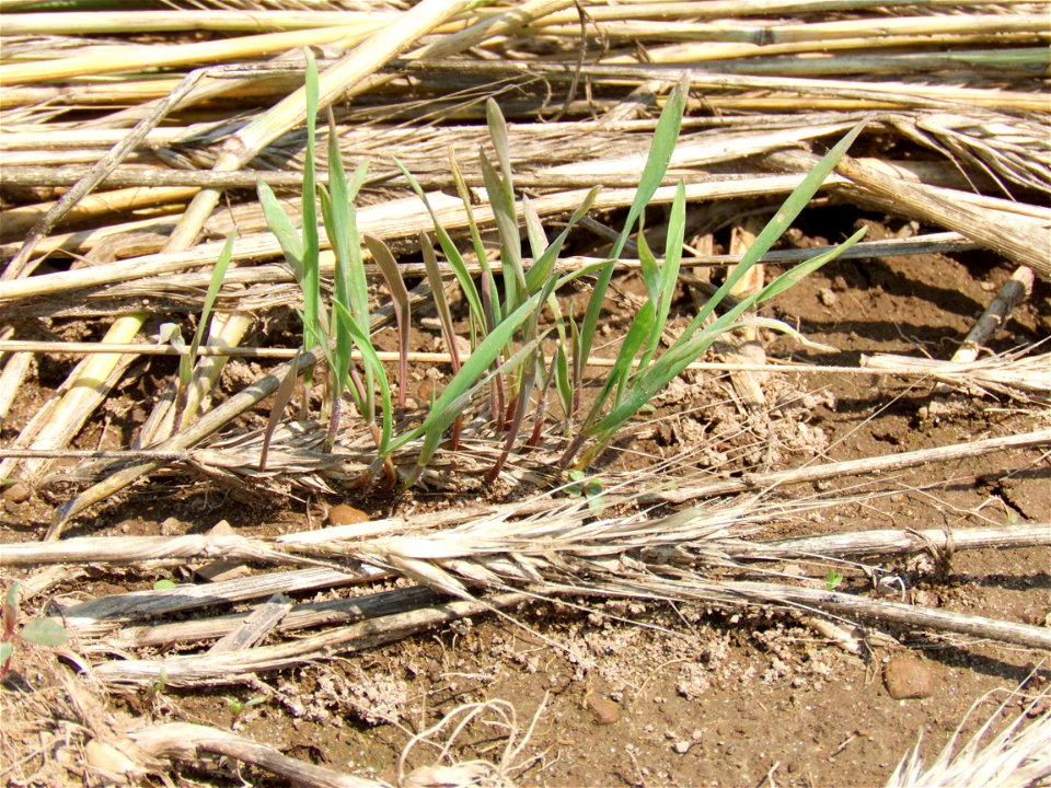 ROLL sprouting rye