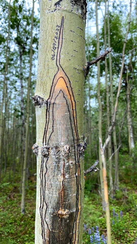 Aspen-running-canker-along-JuneauCreekRd-Alaska-2
