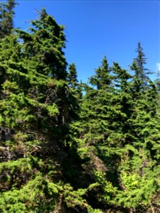 Sirococcus-shoot-blight-MtRoberts-Tongass