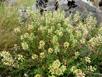 Alyssum montanum L., 1753
