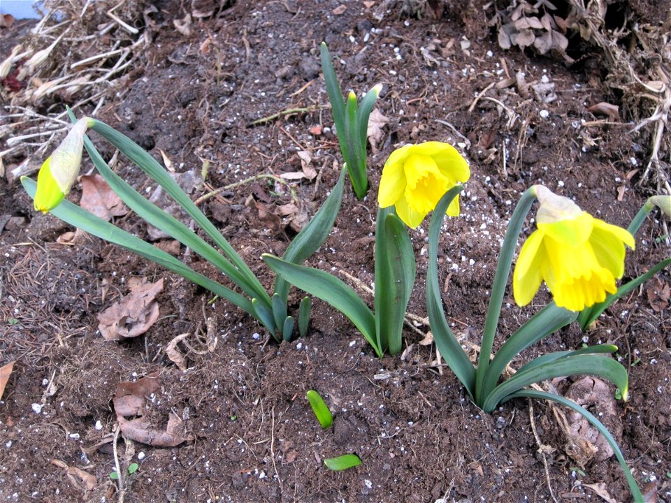 Daffodils came out today