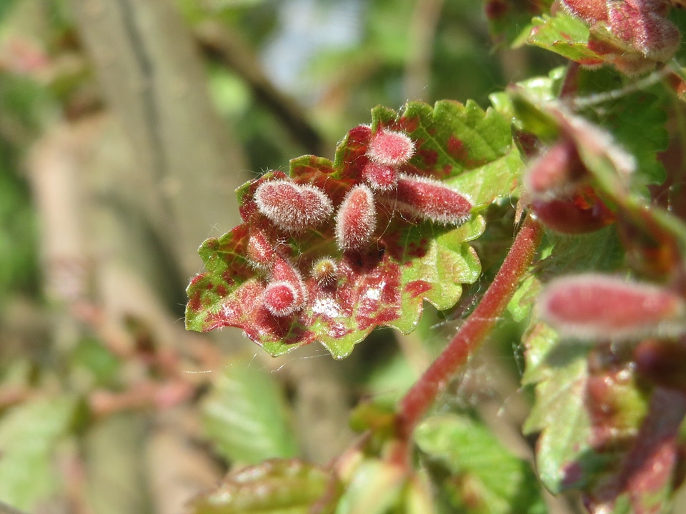 Field elm, Ulmus minor