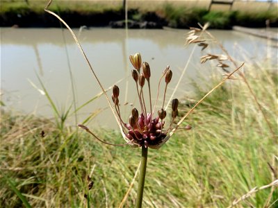 Allium oleraceum L., 1753
