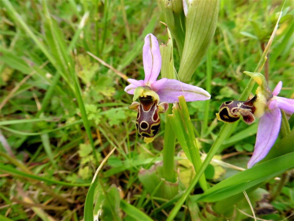 Ophrys scolopax Cav., 1793