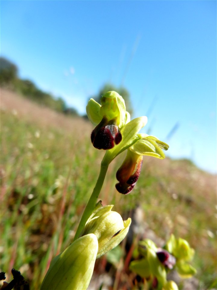 Ophrys funerea Viv., 1824