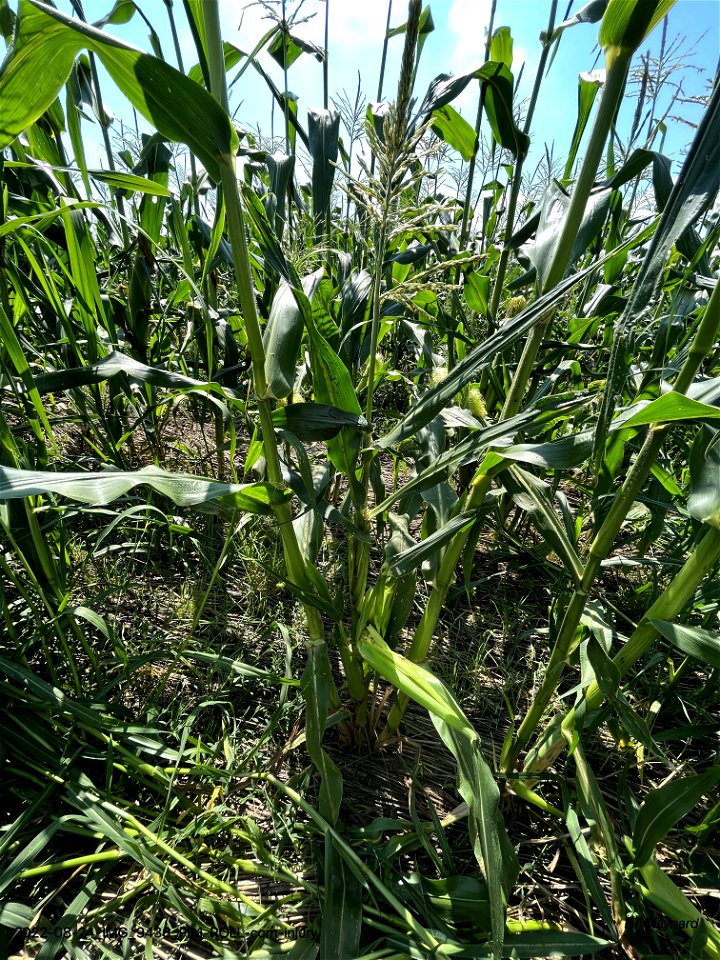 PD1-ROLL-corn-injury