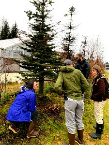 Balsam-woolly-adelgid-fir-inspection-Alaska