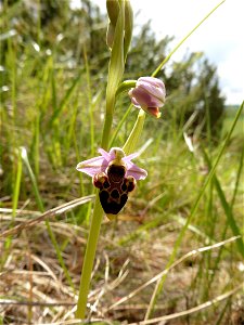 Ophrys scolopax Cav., 1793