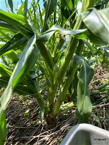 PD1-ROLL-corn-injury