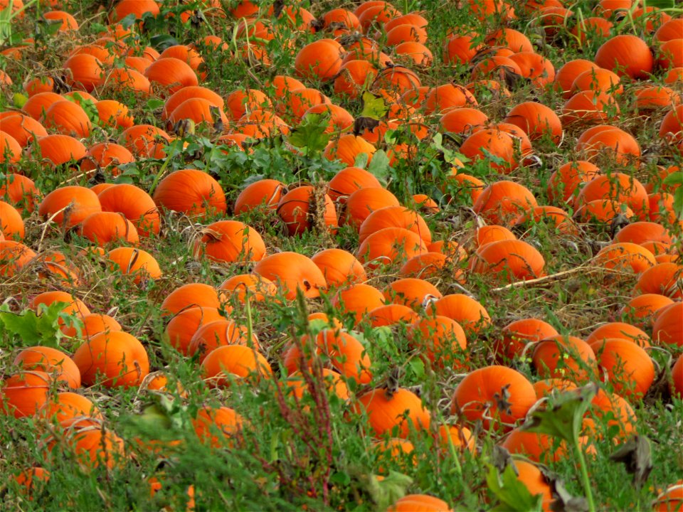 Pumpkin Patch along the Lochside Rail Trail Saanich, British Columbia