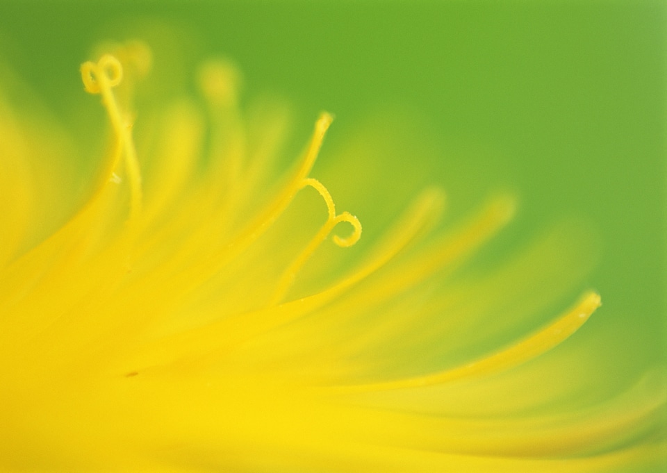 Small Bush Cricket In A Daisy Macro