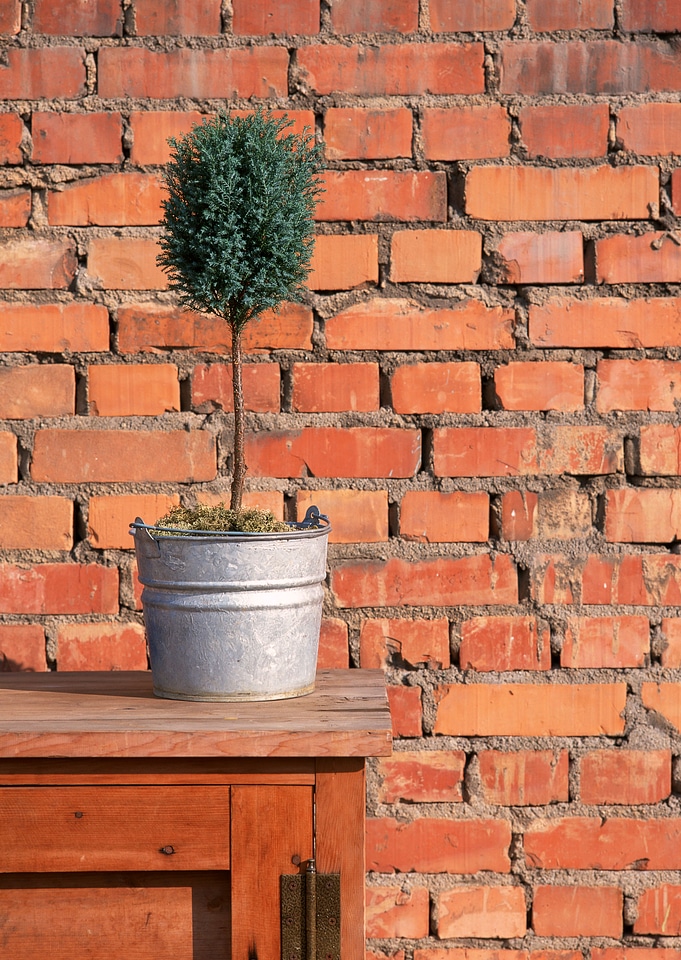 Can flower pot with green plant on table