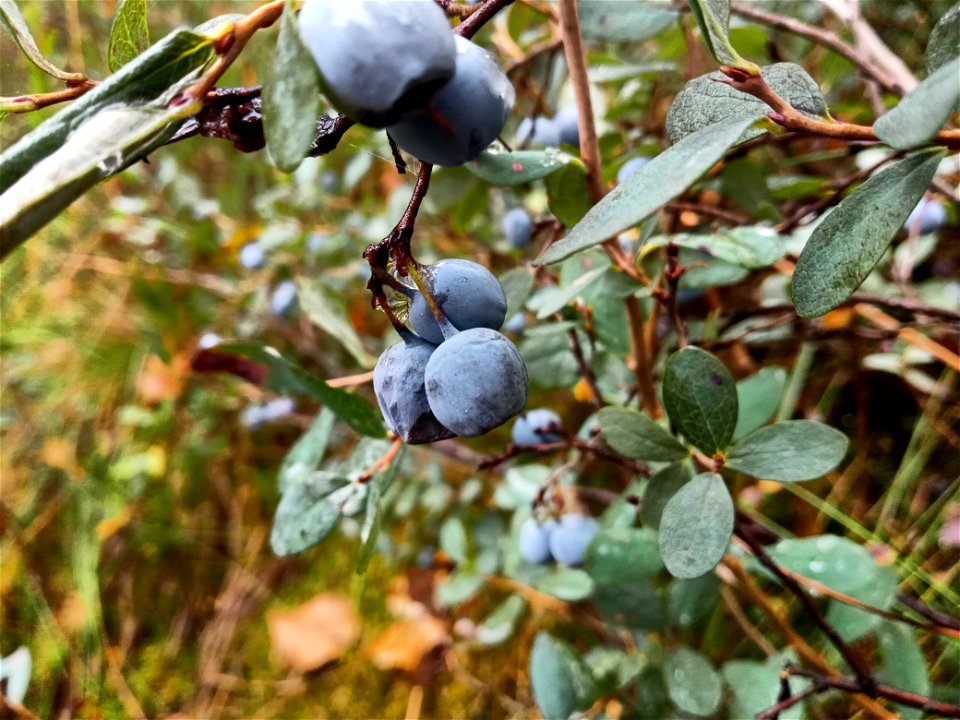 Blueberry