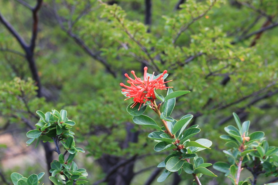 Wildflower Torres del Paine, Patagonia, Chile