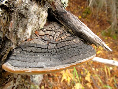 Phellinus-tremulae-conk-aspen-Alaska-2