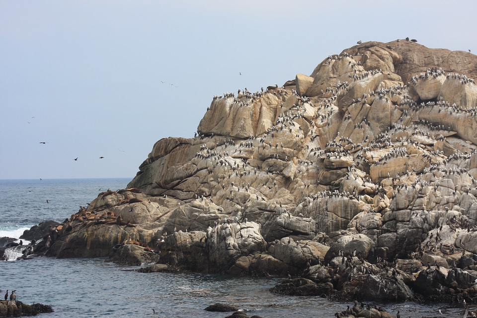 sea lions rookery and birds on the beach in Valparaiso