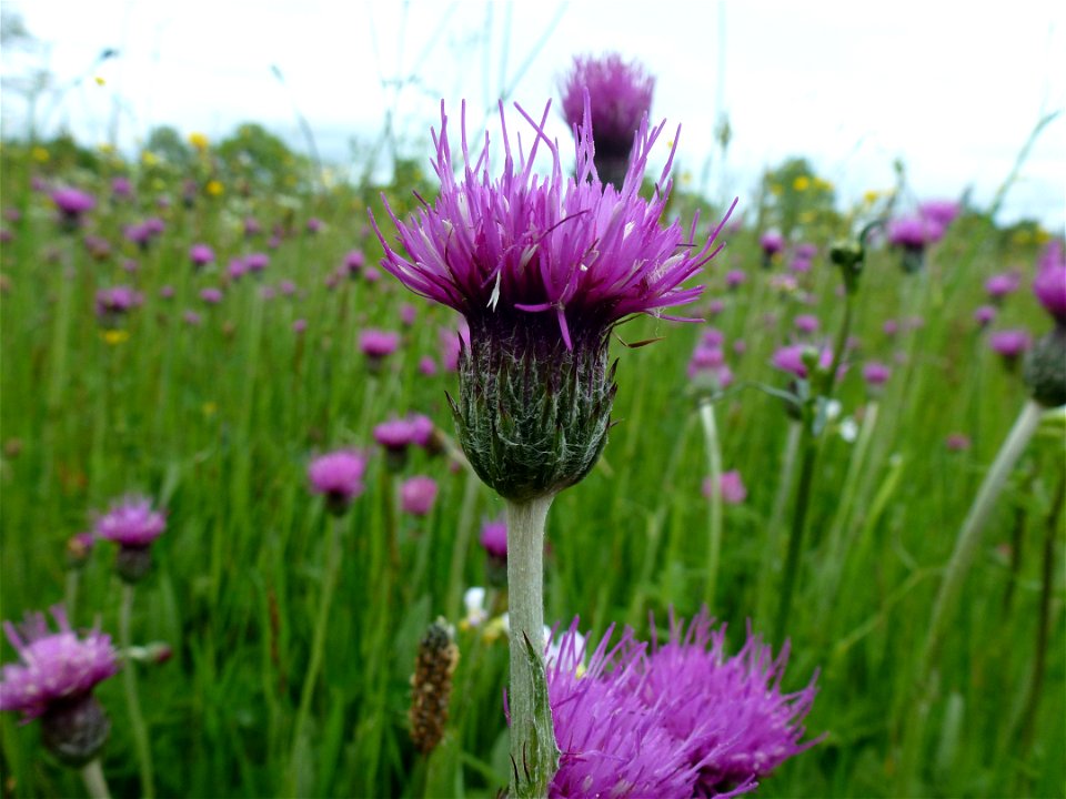 Cirsium dissectum (L.) Hill, 1768