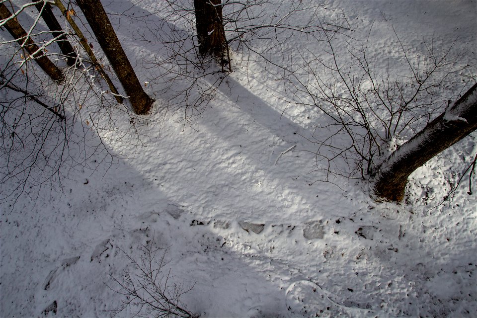 Winter Snow