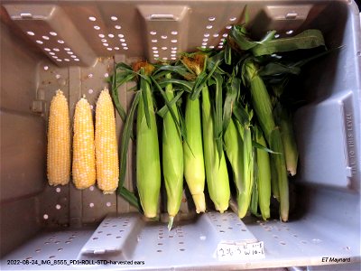 PD1-ROLL-STD-harvested ears