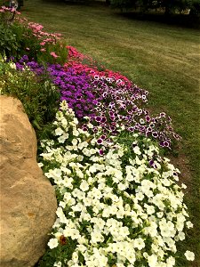Flower bed in North Glenmore Park.