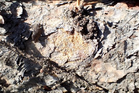 Spruce-beetle-frass-Alaska