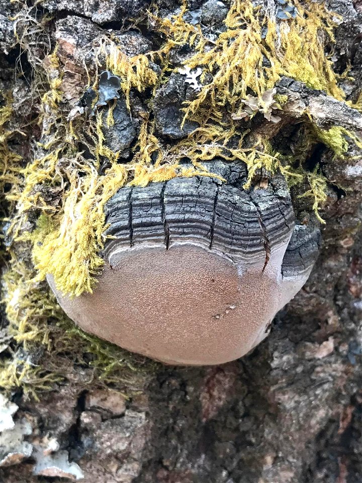 Phellinus-tremulae-aspen-MoosePass