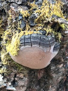 Phellinus-tremulae-aspen-MoosePass