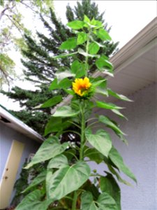 Despite Chilly Weather The Sunflower is Carrying On
