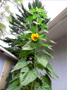 Despite Chilly Weather The Sunflower is Carrying On photo