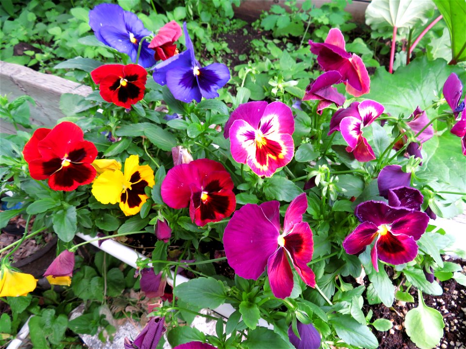 Back garden colour