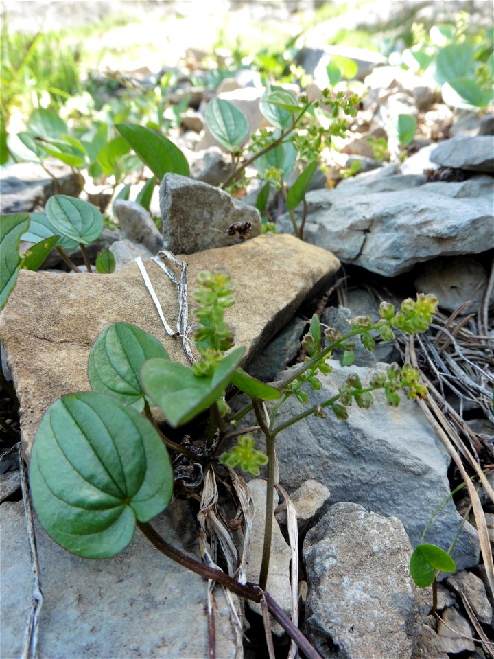 Dioscorea pyrenaica Bubani & Bordère ex Gren., 1866