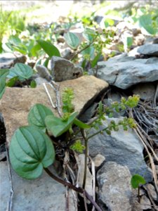 Dioscorea pyrenaica Bubani & Bordère ex Gren., 1866
