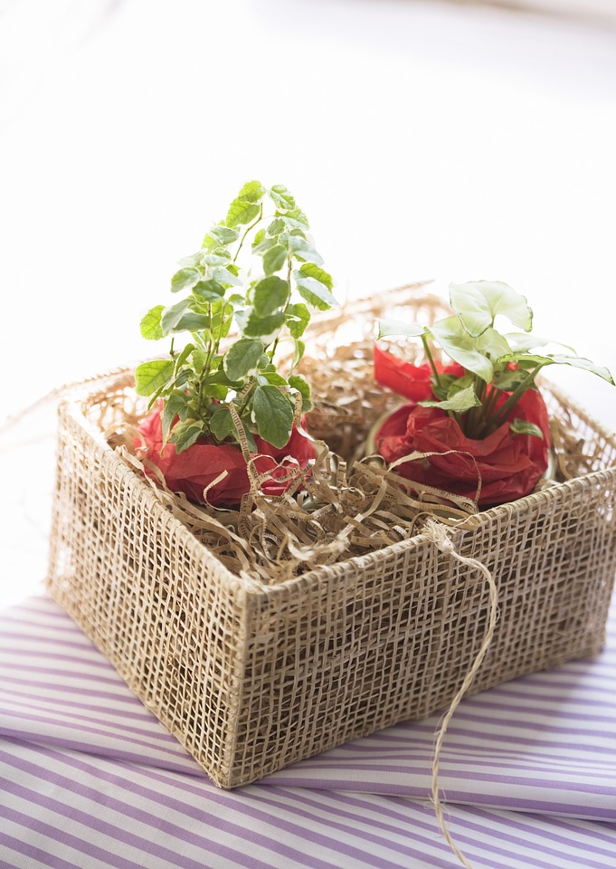 handmade sewing plant in wicker pot in chest