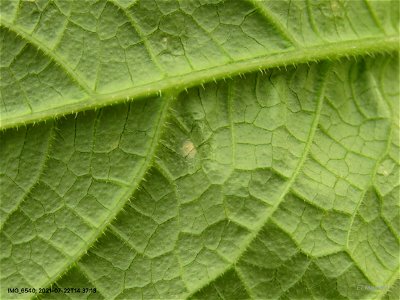 Leafspots