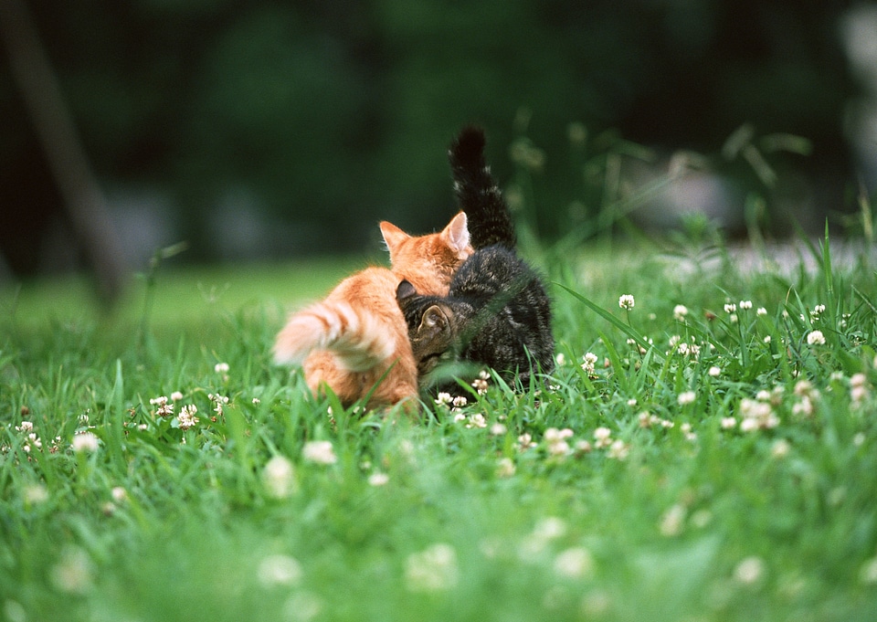 two adorable kittens in the grass