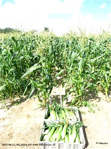 PD1-BARE-STD-harvest-r2