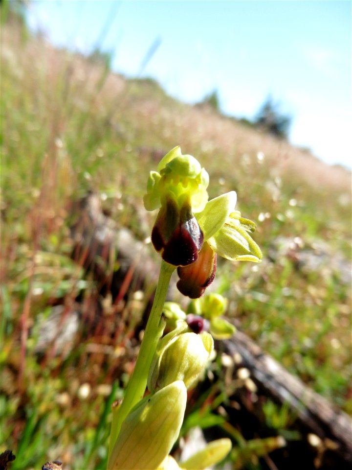 Ophrys funerea Viv., 1824