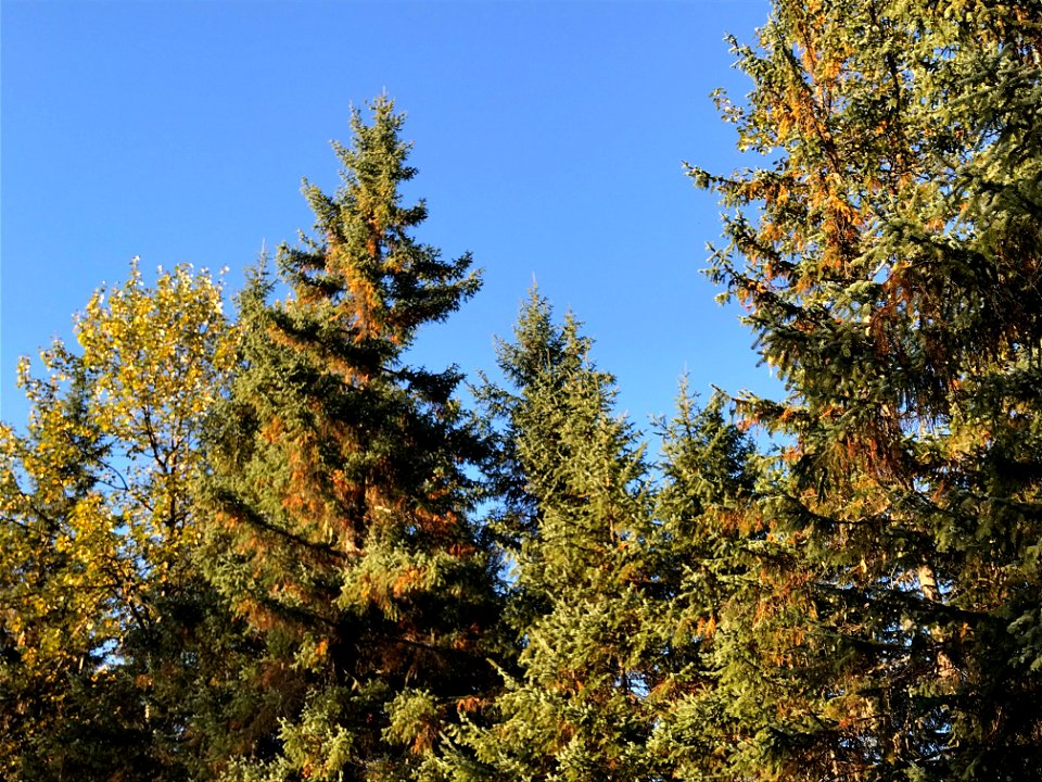 Spruce-discoloration-2018-Tongass-1