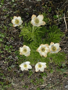 Spring Wildflowers in the Smokies
