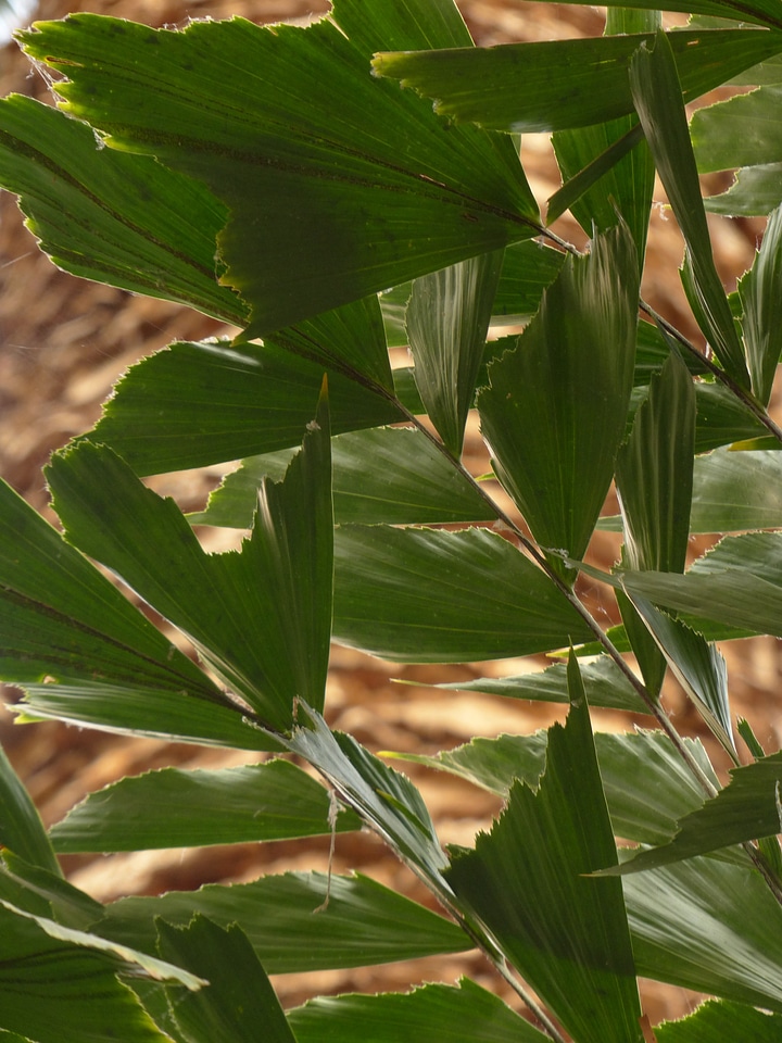 Irregular fishtail palm brennpalme