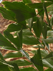 Irregular fishtail palm brennpalme