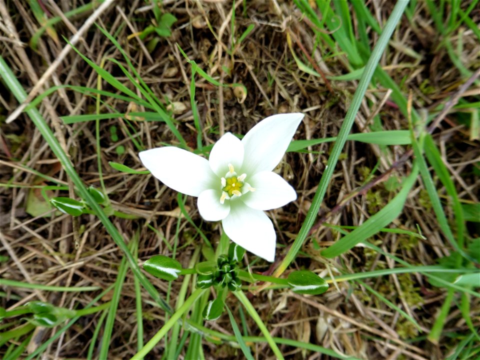 Ornithogalum umbellatum L., 1753