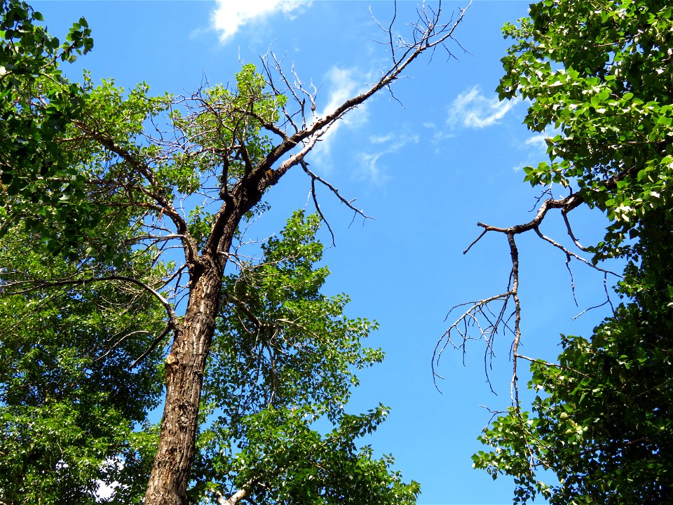 Life and death of trees
