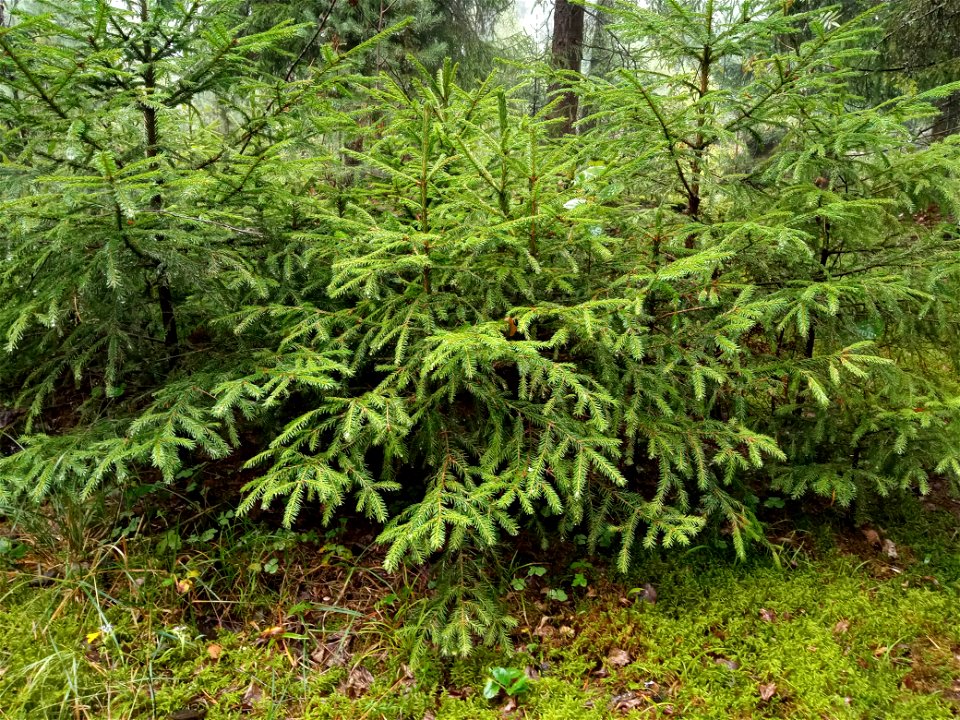 Little pines