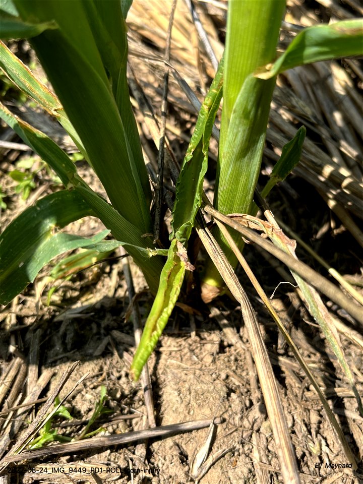 PD1-ROLL-corn-injury