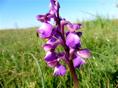 Anacamptis morio (L.) R.M.Bateman, Pridgeon & M.W.Chase, 1997