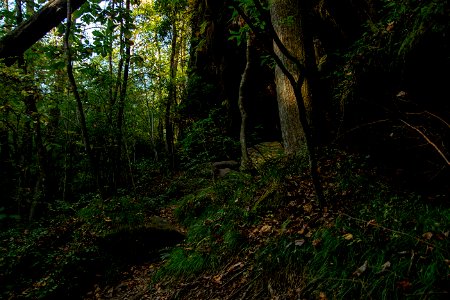 Dismals Canyon