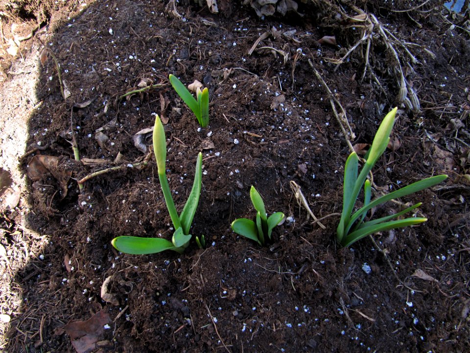 Daffodils Are Coming Up
