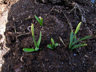 Daffodils Are Coming Up